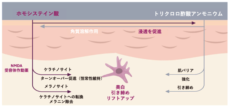 アマルフィピールの作用機序