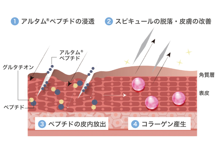 ペプタキセルのメカニズム